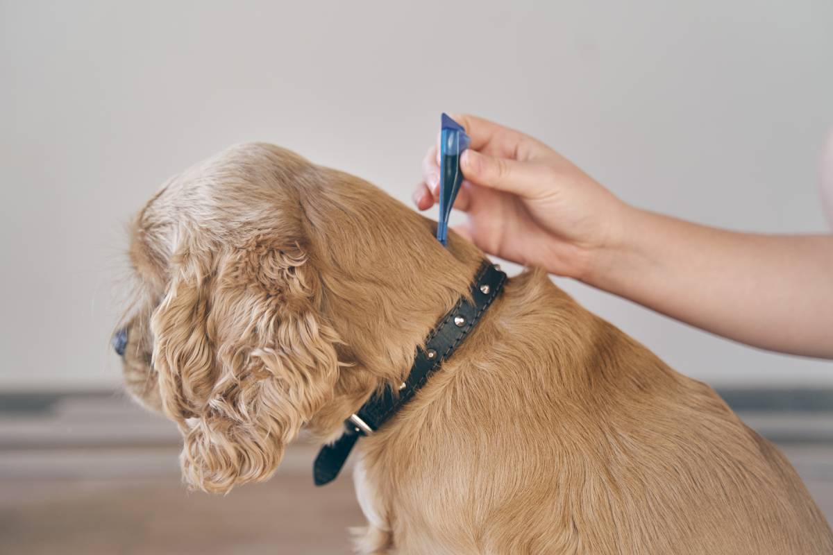 Come Togliere Le Pulci Dal Cane