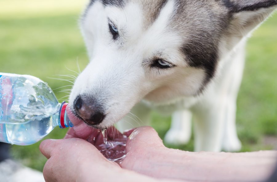 what-can-i-do-in-case-of-heat-stroke-on-dogs