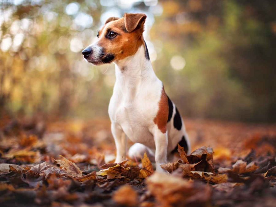 jack_russel