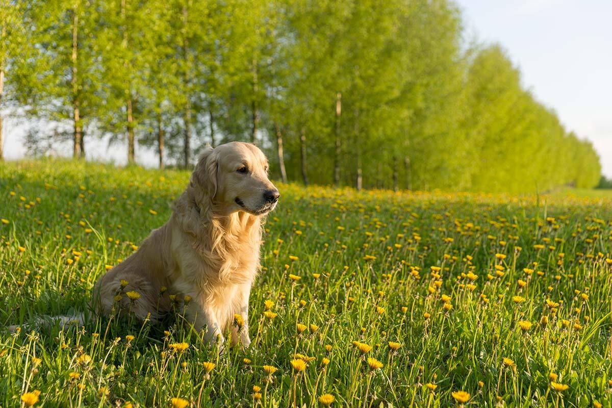 The Golden Retriever