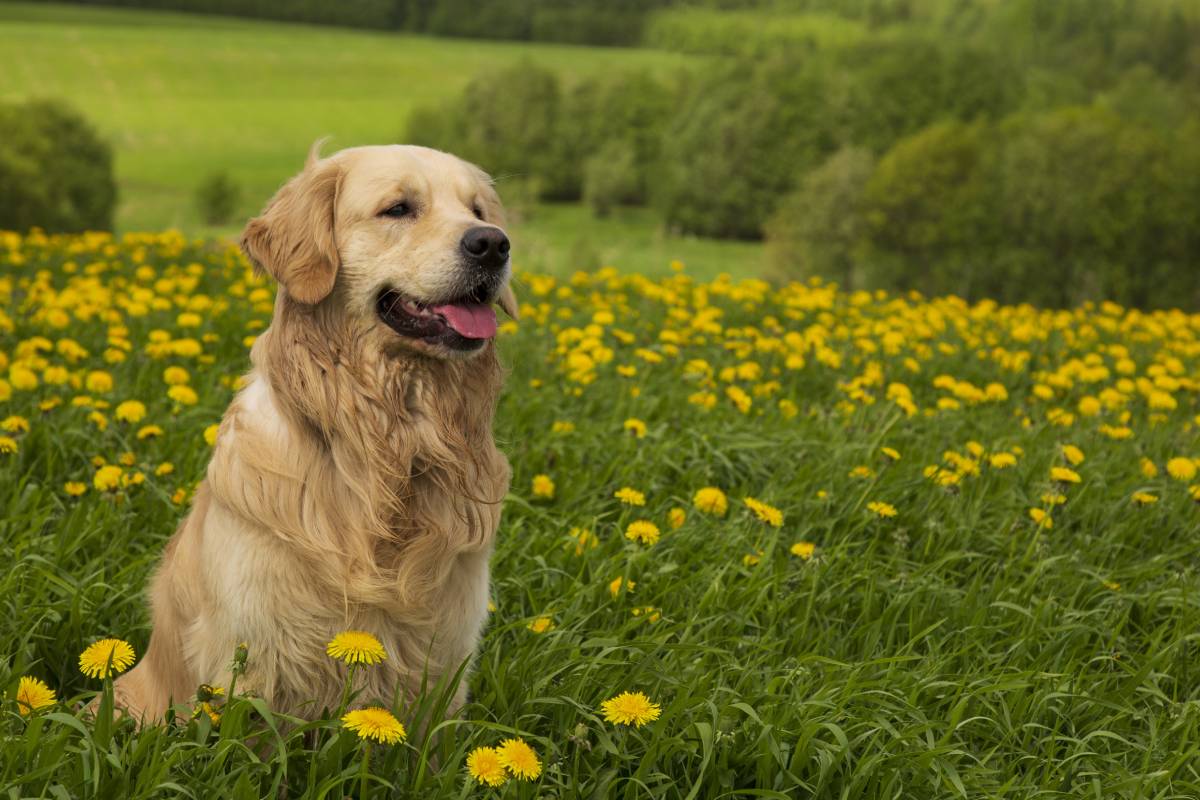 Golden Retriever: features, versatility