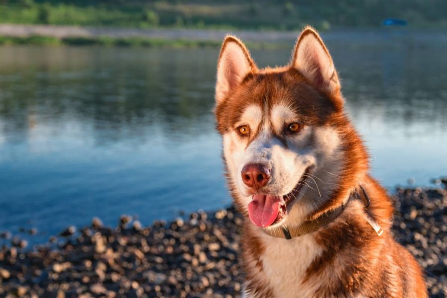 Husky De Sibérie Roux