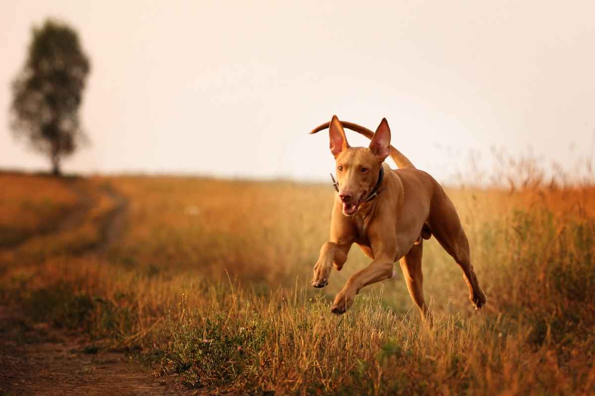 best gps tracking for dogs        <h3 class=