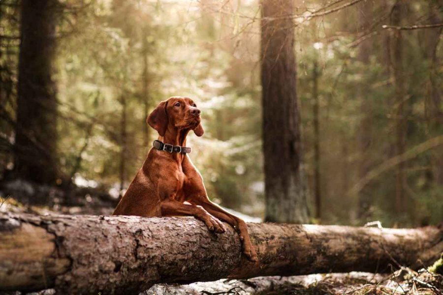 1 Il collare air tag cane è sconsigliato