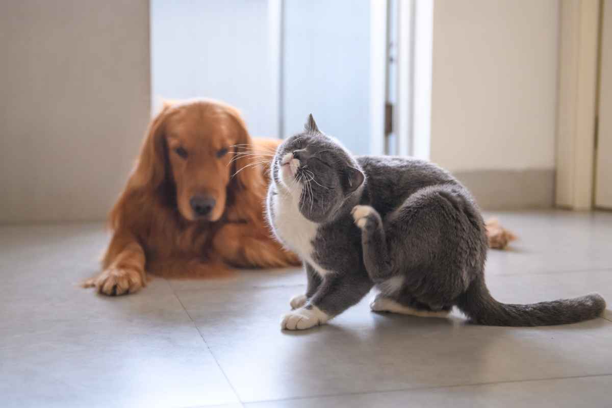 Cani e gatti: come sbarazzarsi delle pulci? - Kippy Blog