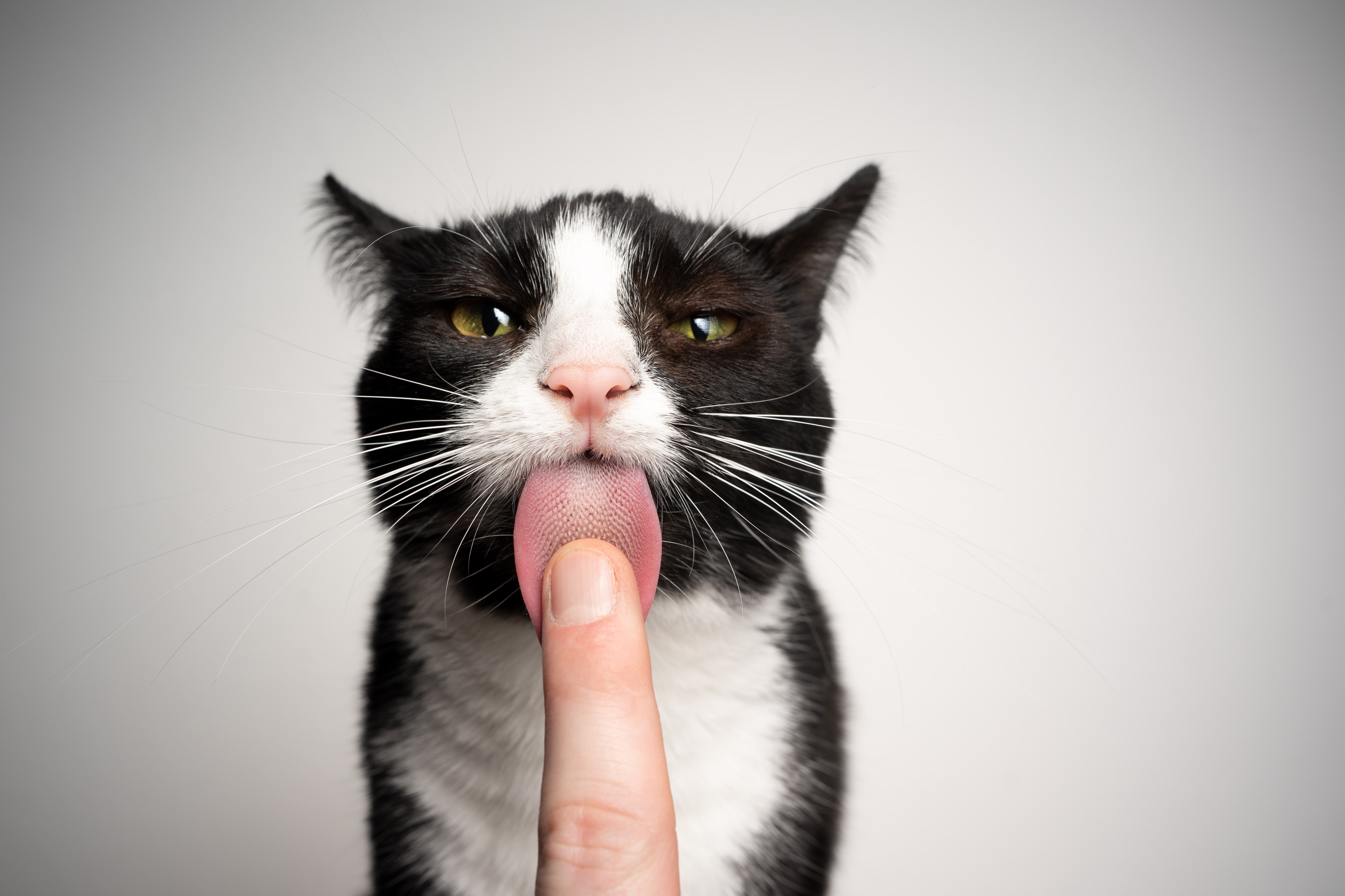 What Does It Mean When a Cat Licks You?