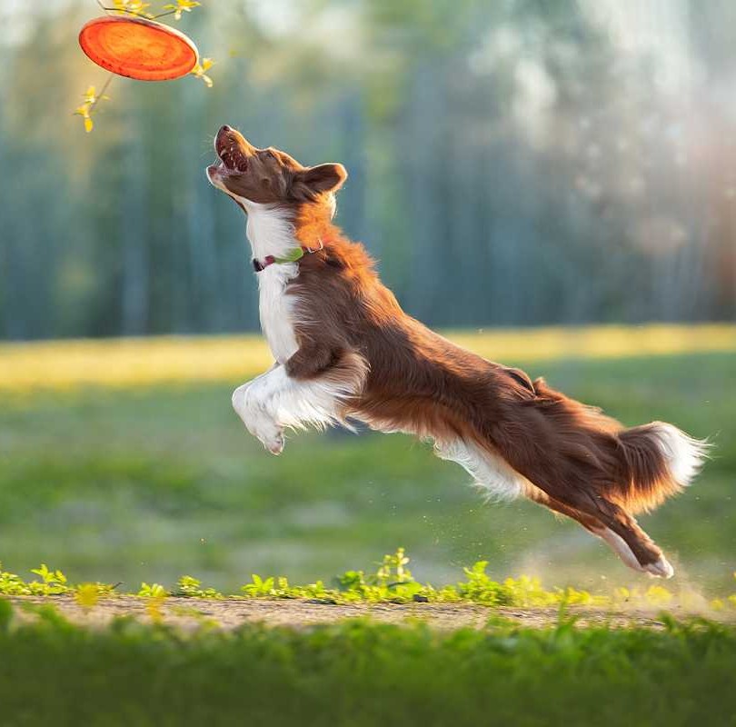 dog_Kippy_DOG_jumps_frisbee