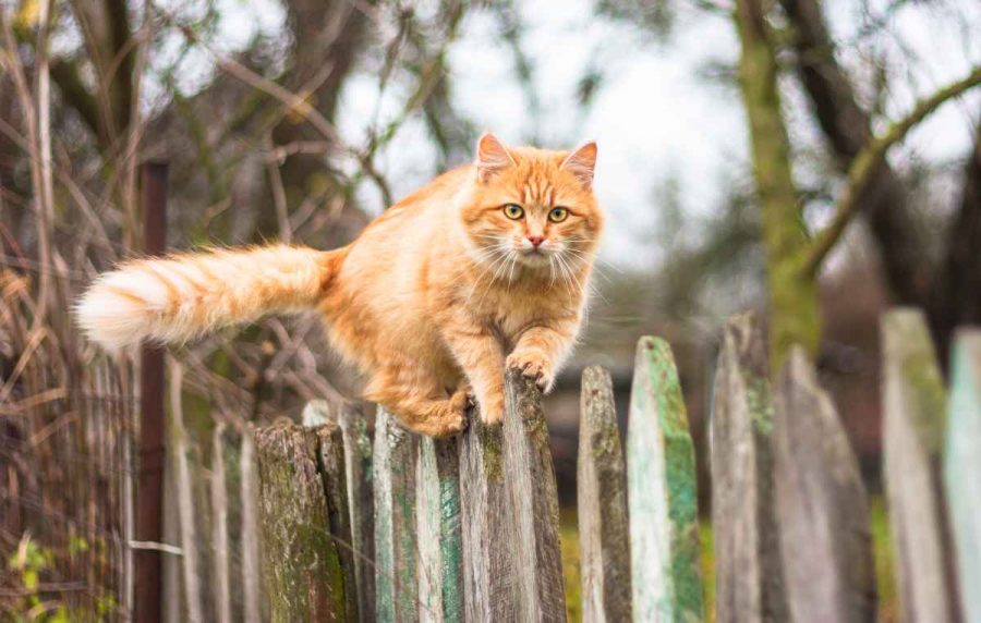 Come rintracciare il proprio il gatto ed evitare così di smarrirlo