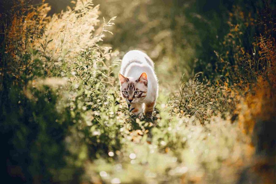 1 Wie wählt man ein GPS für seinen Hund oder seine Katze aus?