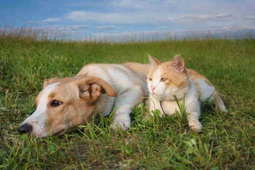 Il localizzatore Gps per animali domestici: cane gatto sdraiati erba