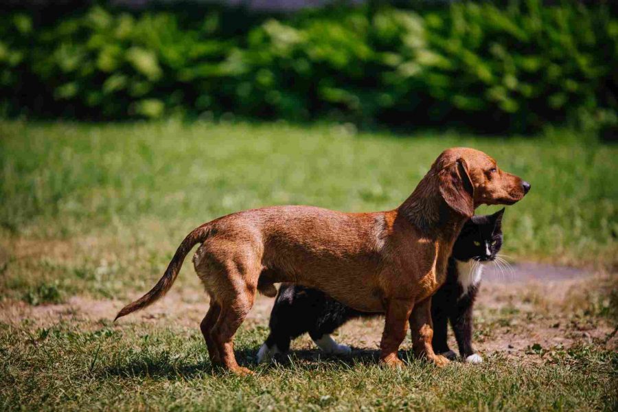 I migliori tracker GPS per cani e gatti 2024: cane gatto strofinano uno contro altro