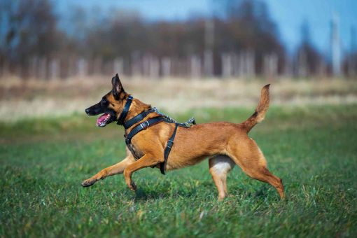 Il localizzatore GPS per animali domestici:cane malinois corre erba