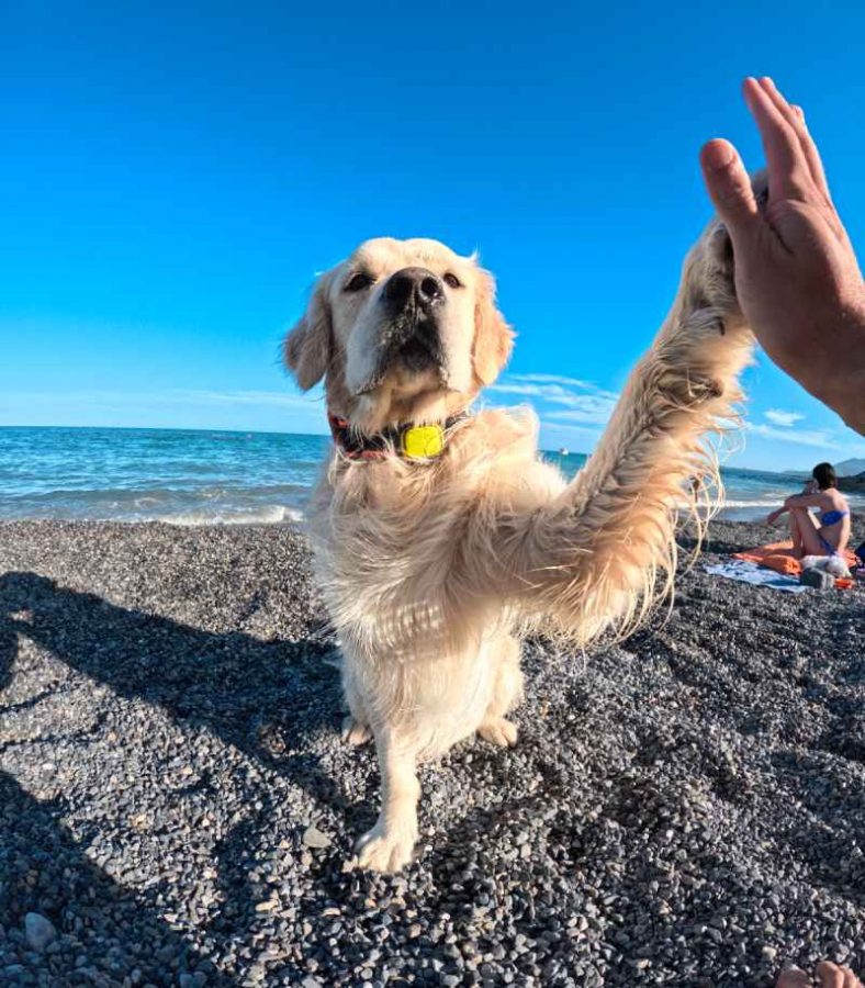 2 Il collare air tag cane è sconsigliato