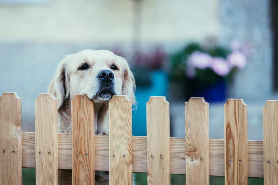 Recinto virtuale per cani: cos’è e come funziona