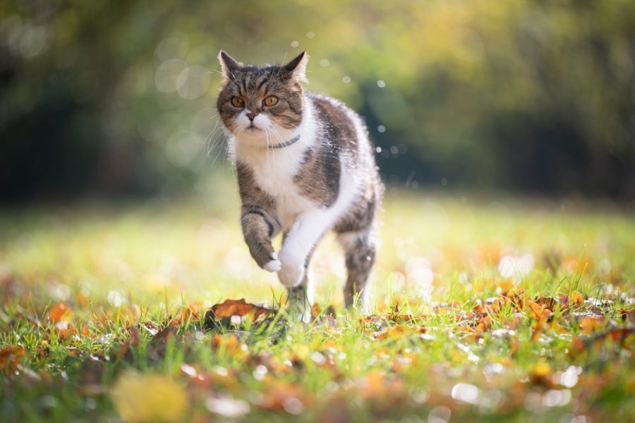 Collare airtag gatto: è davvero quello che ti serve?