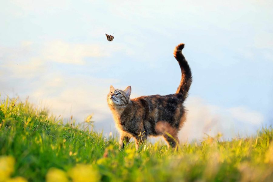 Gps per gatti impermeabile: gatti guarda farfalla