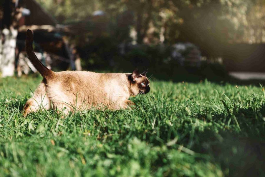 Localizzatore Gps animali domestici: gatto che cammina erba