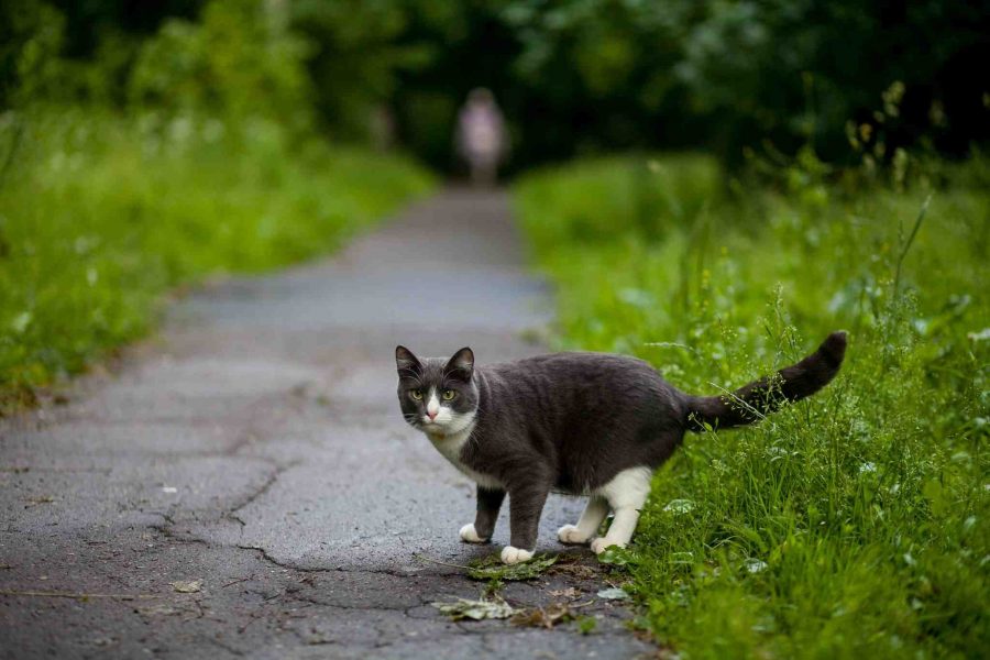 Choose the right cat GPS