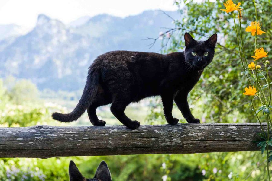 Gps per gatti impermeabile: gatto cammina ramo