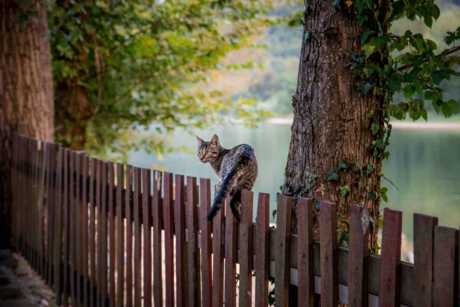 1 Collare airtag gatto: è davvero quello che ti serve?