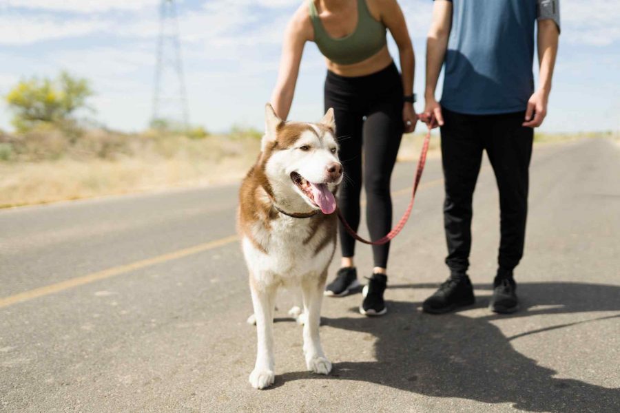 How to choose a gps for your dog or cat: husky owners walking