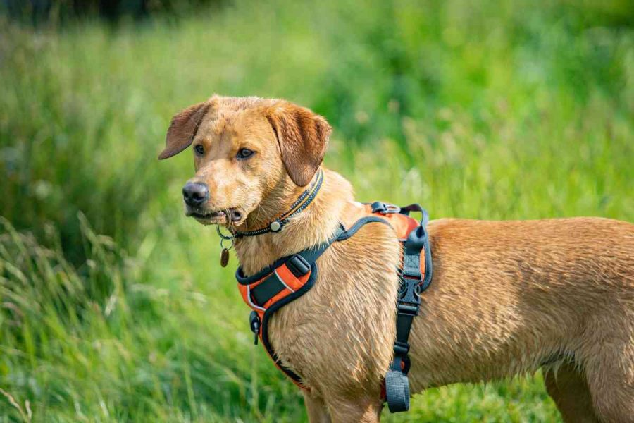 Pettorine per cani: tipologie e quali scegliere