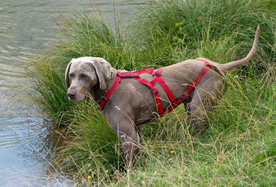 Pettorine per cani: il consiglio di Kippy