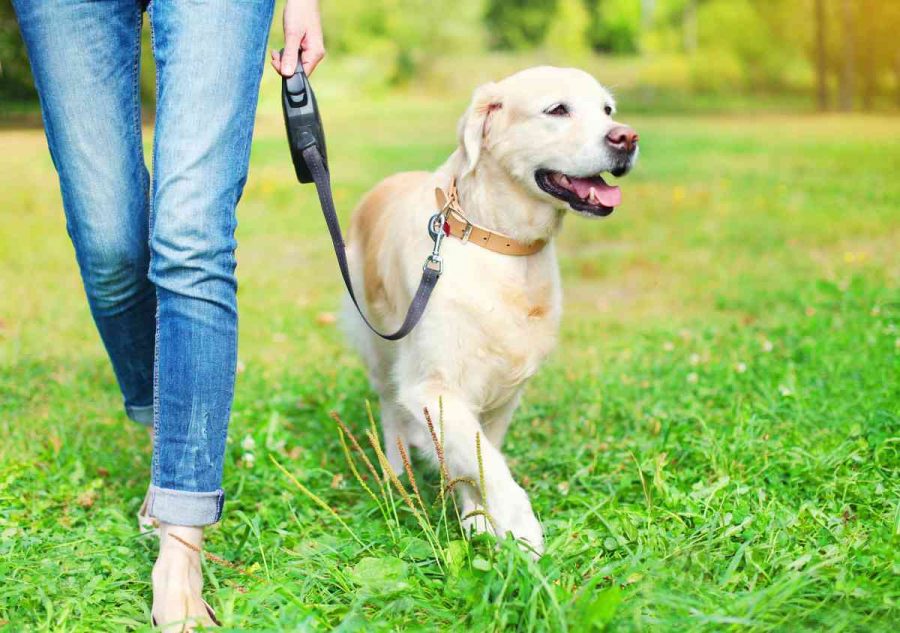 Come abituare il cane al guinzaglio: le regole da seguire