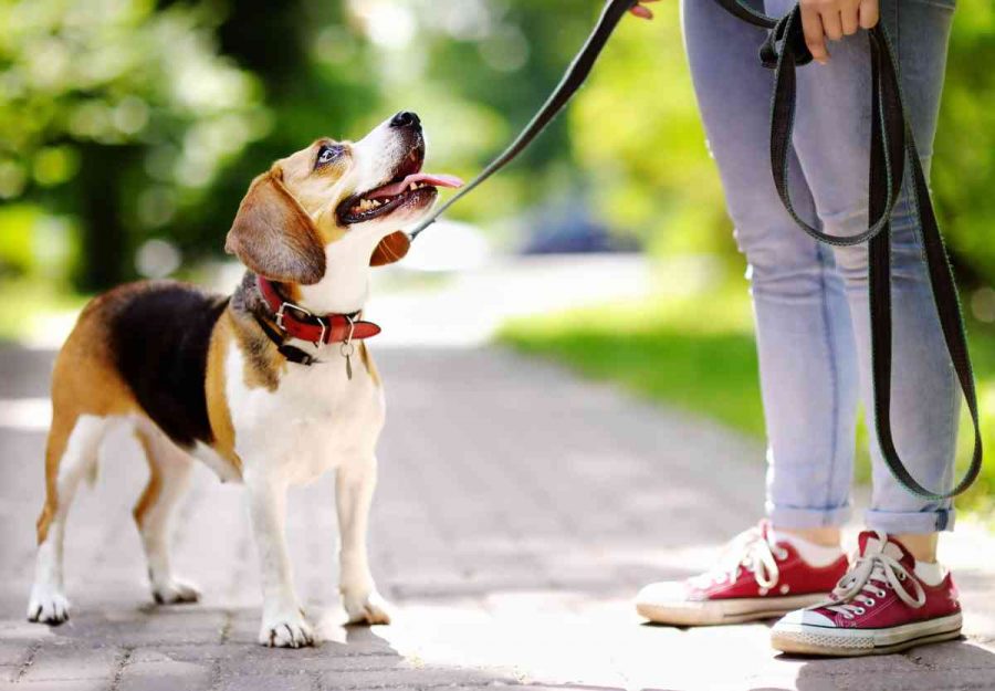 Come abituare il cane al guinzaglio