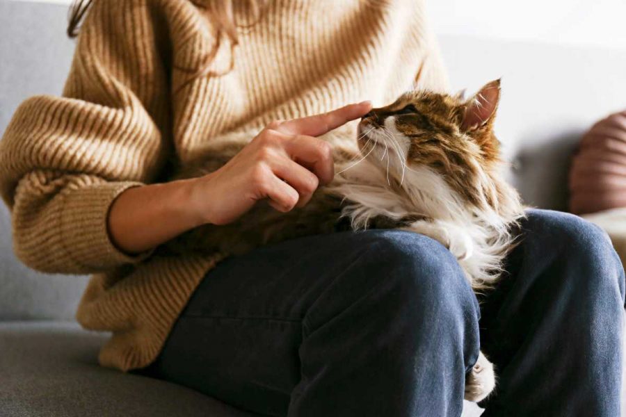 Pet Therapy: a cosa serve e in cosa consiste