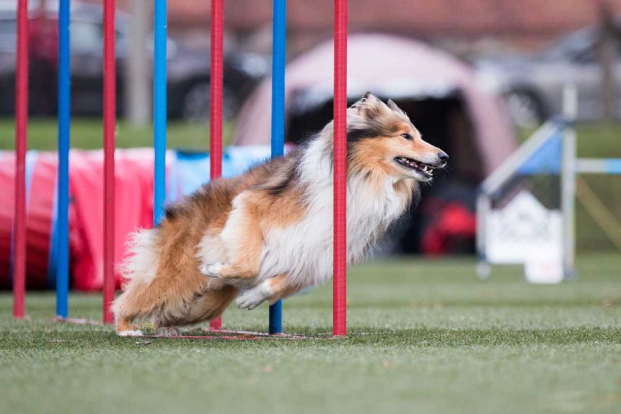 Le 10 razze di cani più adatti al mondo dell’agility dog