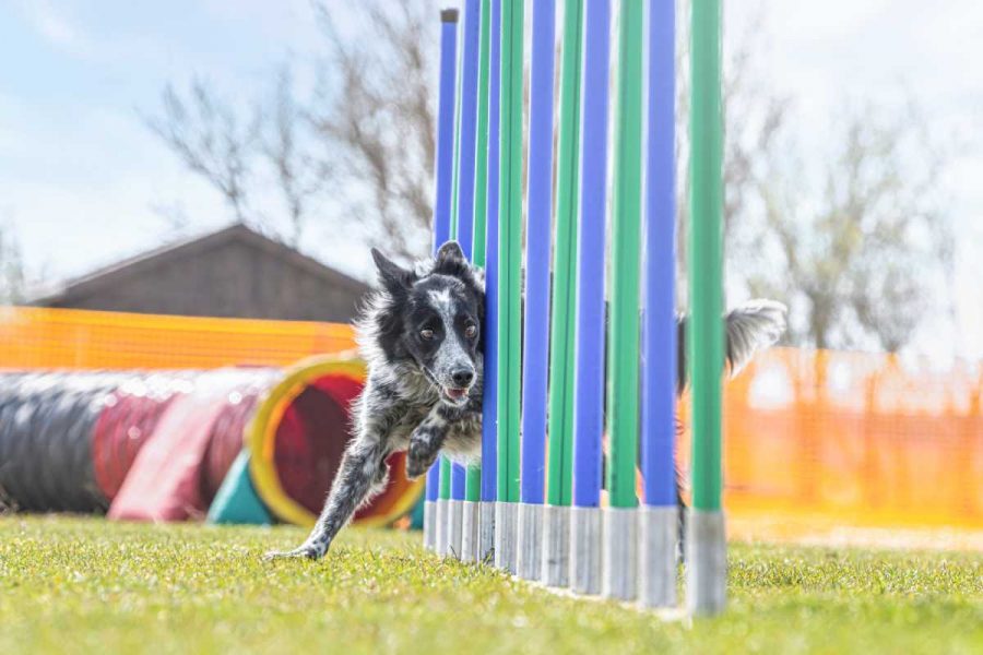 Quando far iniziare l’agility dog al tuo amico a quattro zampe