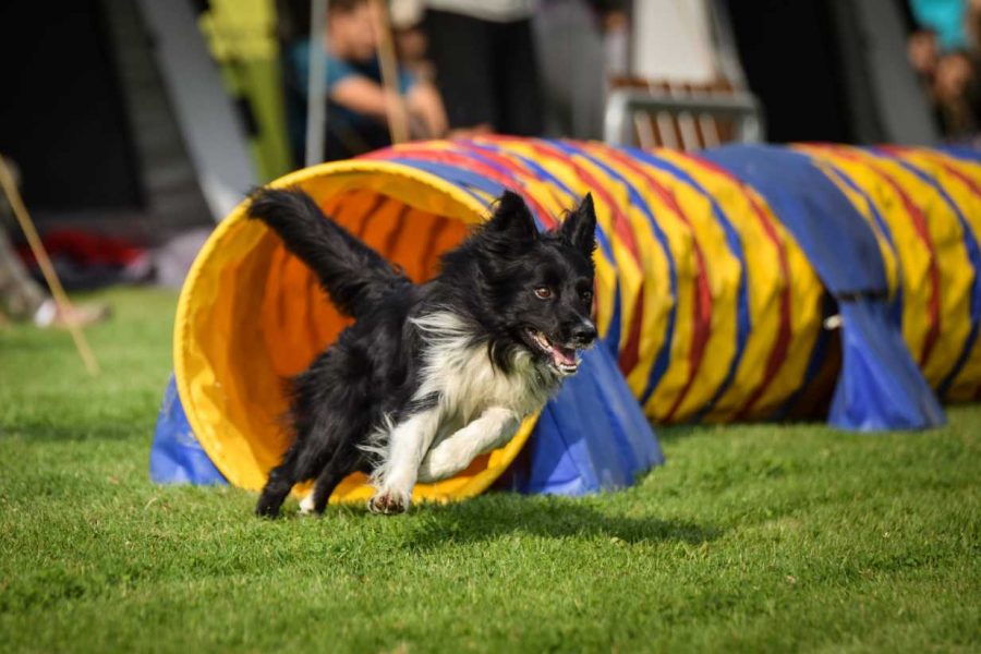 2 Quando far iniziare l’agility dog al tuo amico a quattro zampe