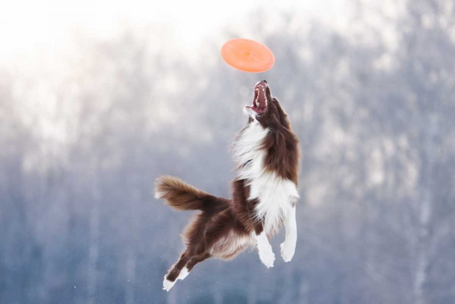 1 Le 10 razze di cani più adatti al mondo dell’agility dog