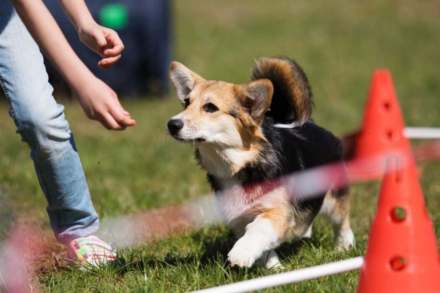 Importanza dell’attività fisica per il cane. Esercizi e consigli utili