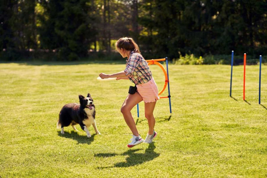 1 Quando far iniziare l’agility dog al tuo amico a quattro zampe