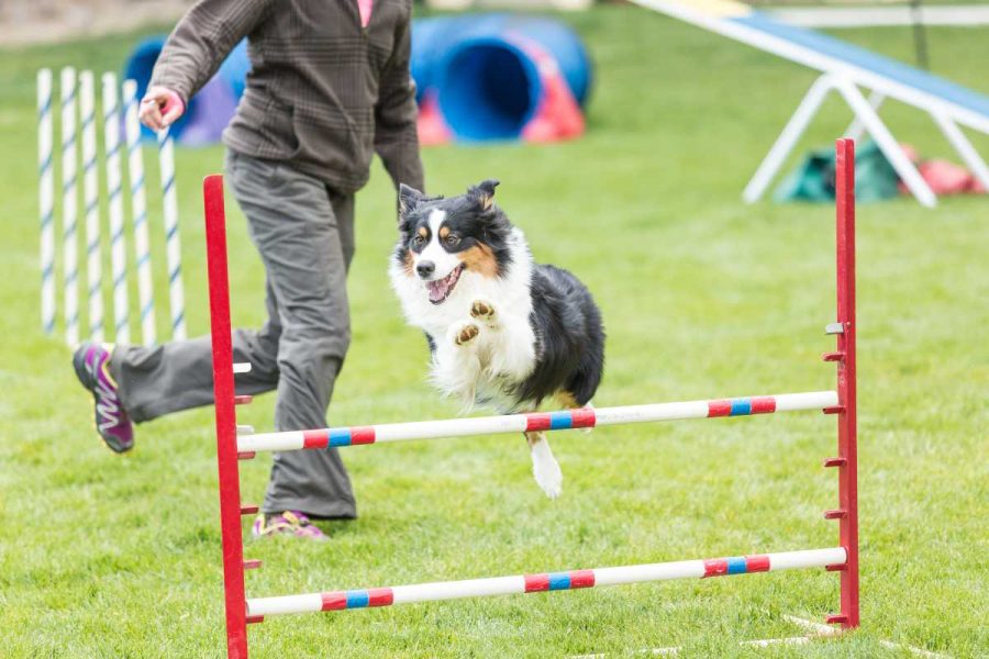 Quali sono le razze migliori di cane per l'agility dog