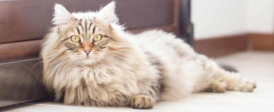 1 Allergia al pelo del gatto: come riconoscerla, cosa fare?