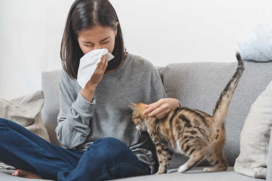 Allergia al pelo del gatto: come riconoscerla, cosa fare?