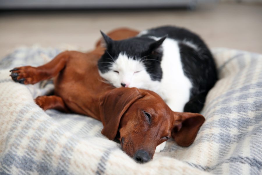 A dog sleeping with cat on bed