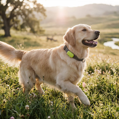 Kippy Hund GPS Tracker