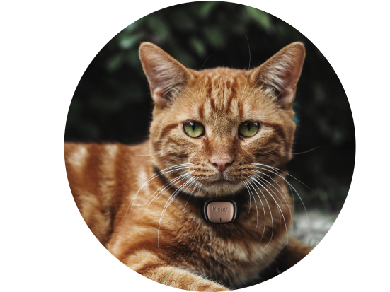 Gps Locator Fur Katzen Kippy Evo Kein Gps Halsband Kippy